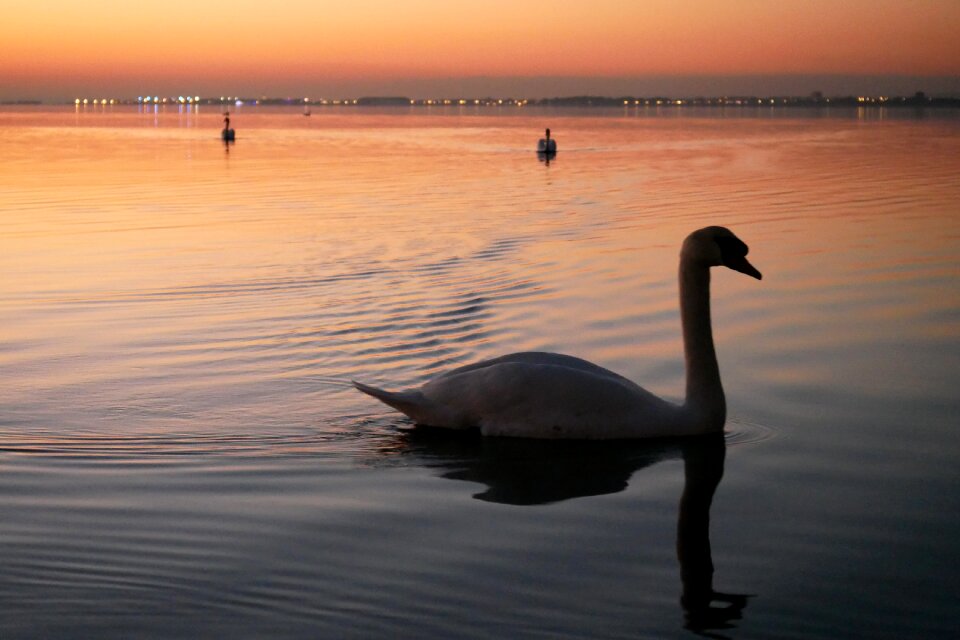 Swan pond evening
