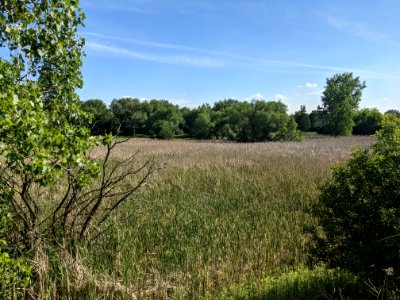 Marshland near Euclid Avenue in Palatine, Illinois photo