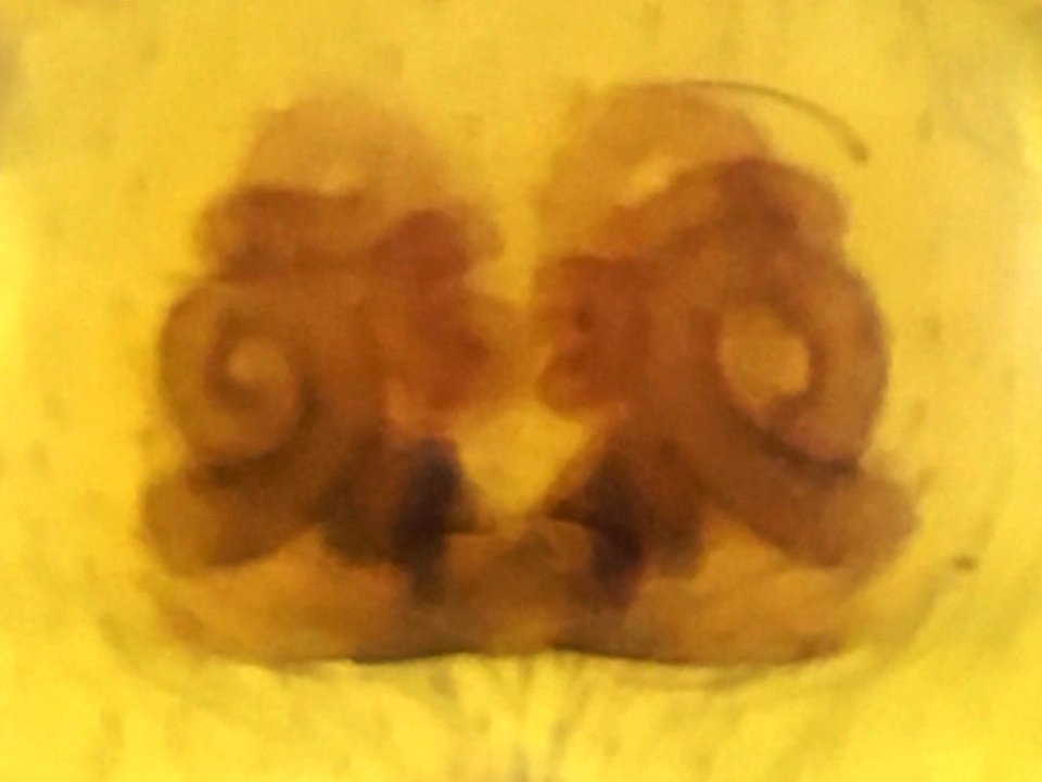 Marpissa grata 114575499