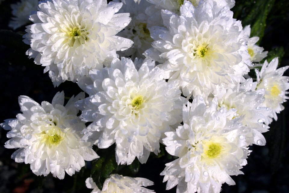 Flower blossom bloom