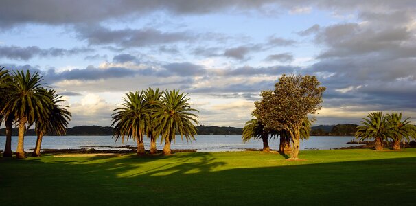 North island palm trees sky