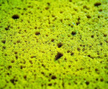 Bathing clean cleaning sponge