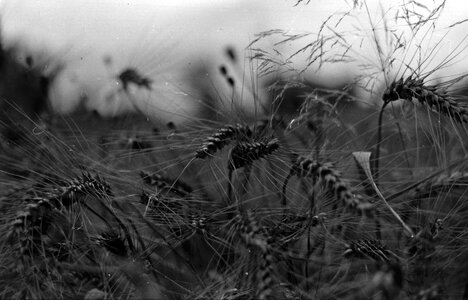 Black and white cereal plant gray wheat