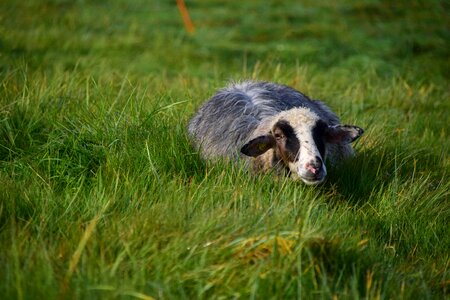 Animal wool black sheep photo