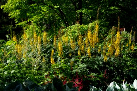 Massifs de fleurs - Parc floral 3