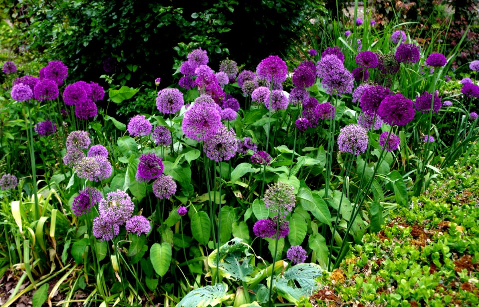 Massif de fleurs d'ail - Jardins de Bagatelle