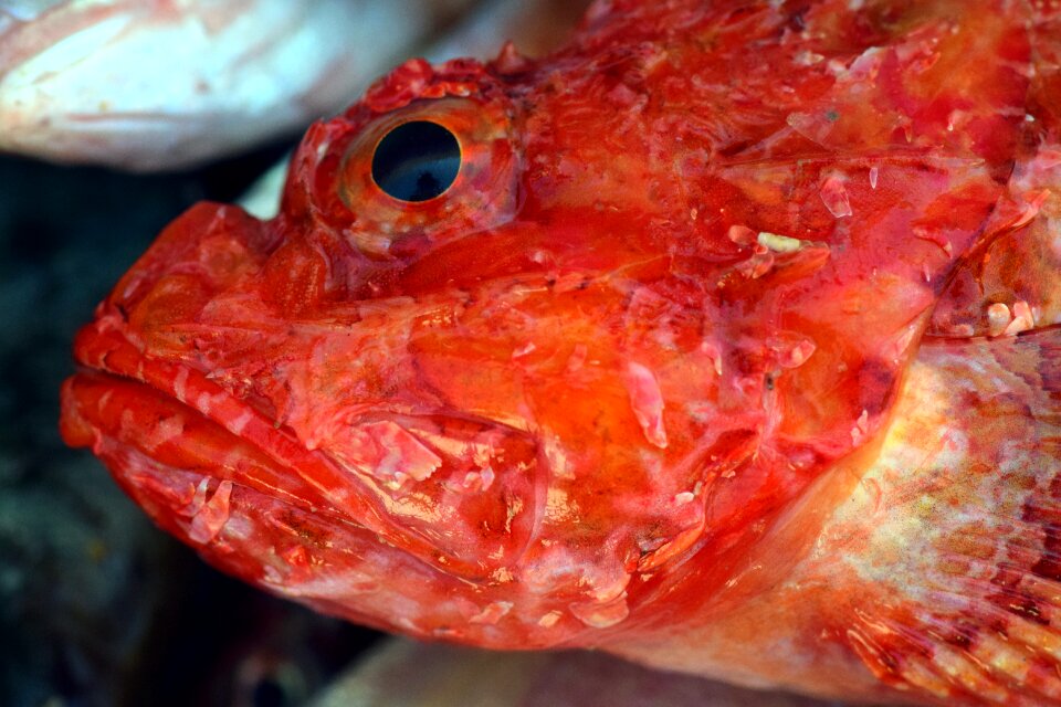 Red fish head red fish head