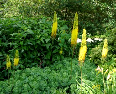 Massifs de fleurs - Parc floral 2