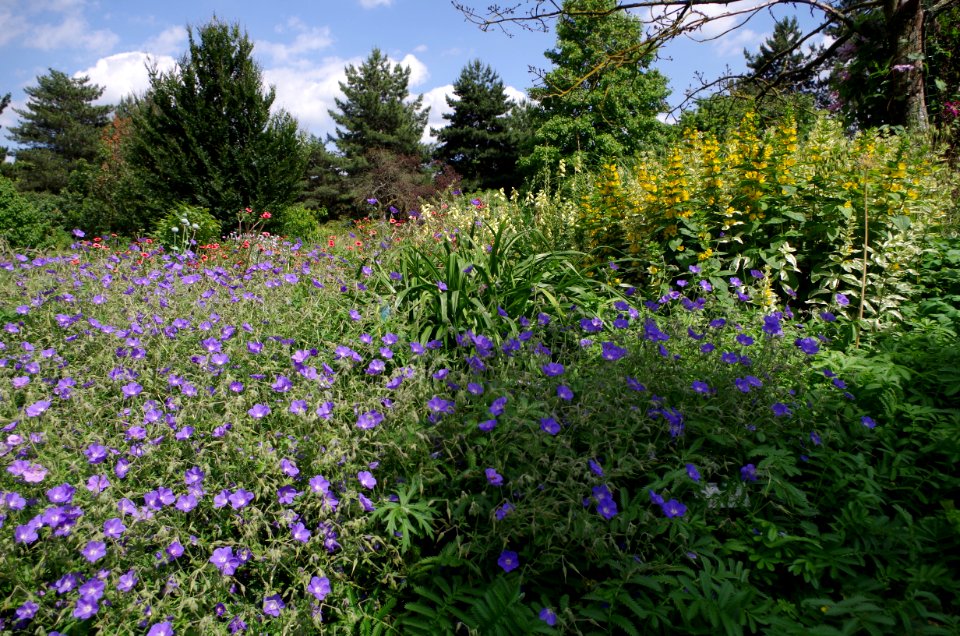 Massifs de fleurs - Parc floral
