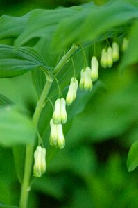 Green blossom bloom