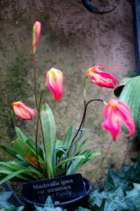 Masdevallia ignea - Longwood Gardens - DSC01201