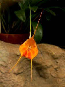 Masdevallia Marguerite, 2015-03-13, Phipps Conservatory