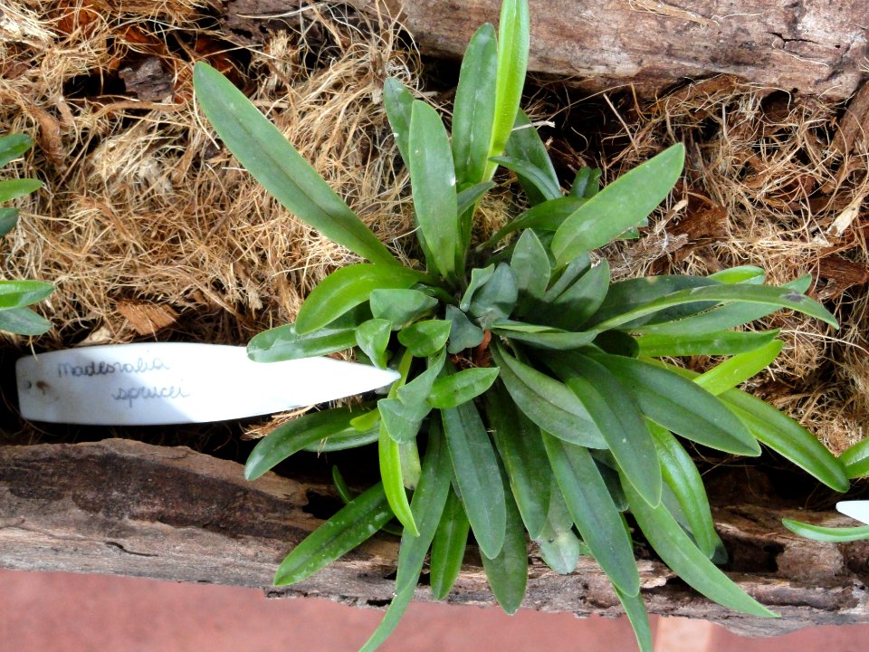 Masdevallia sprucei - Orchid Nursery Margaret Mee - DSC09758