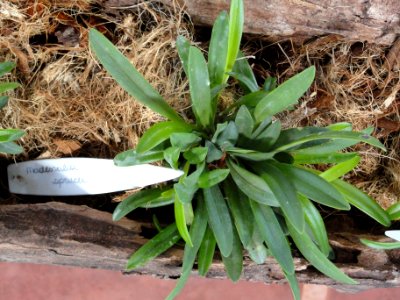 Masdevallia sprucei - Orchid Nursery Margaret Mee - DSC09758