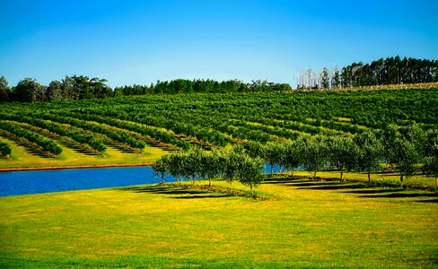 Canal water irrigation