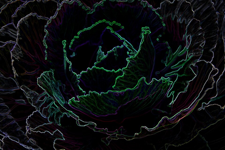 Edge glow cabbage