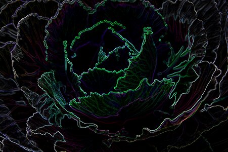 Edge glow cabbage