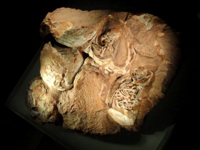 Massospondylus egg clutch with embryos (cast), Golden Gate National Park, South Africa, Early Jurassic - Royal Ontario Museum - DSC00145