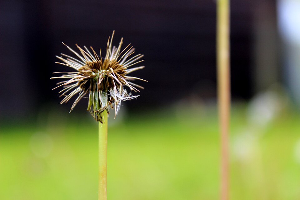 Pointed flower plants green spring
