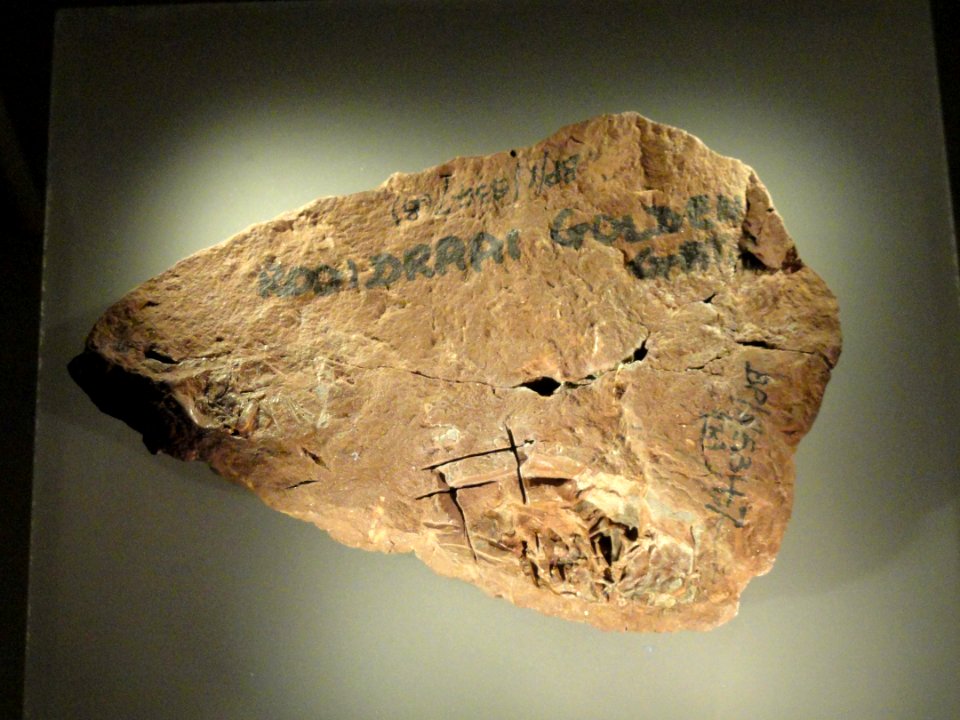 Massospondylus egg clutch with embryos, Golden Gate National Park, South Africa, Early Jurassic - Royal Ontario Museum - DSC00143