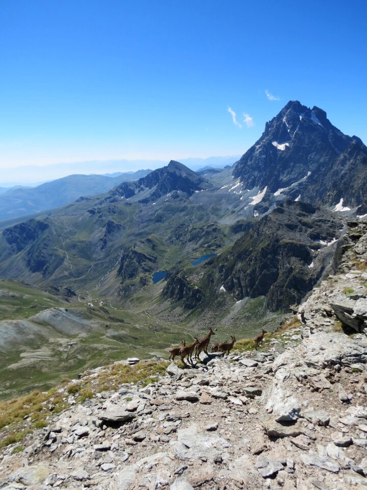With ibex from the meidassa