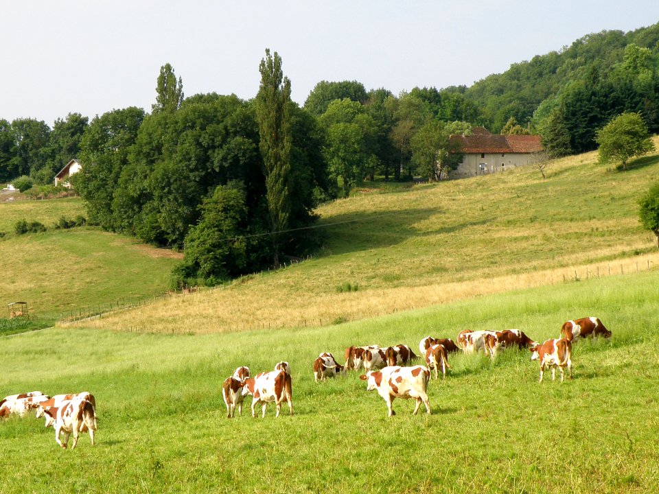 Massignieu-de-Rives Sillins 1