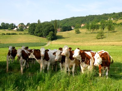 Massignieu-de-Rives Sillins 9