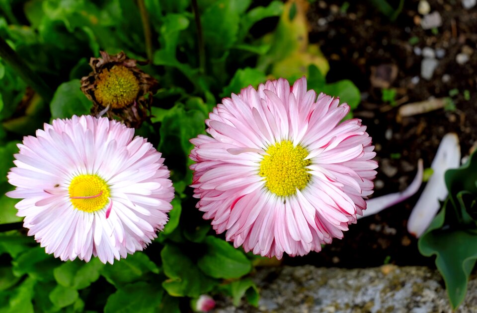 Pink plant spring