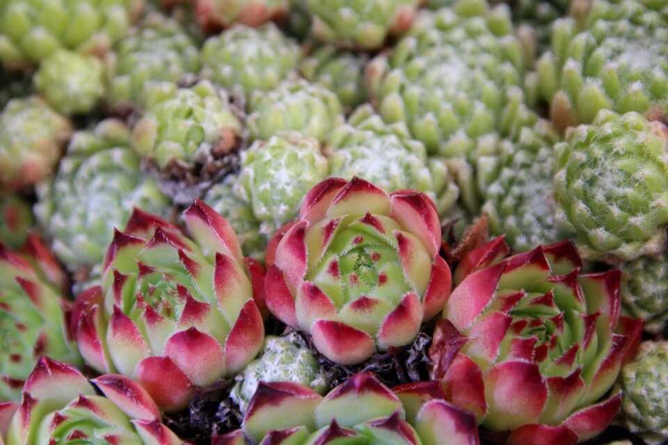 Wurz stone garden red