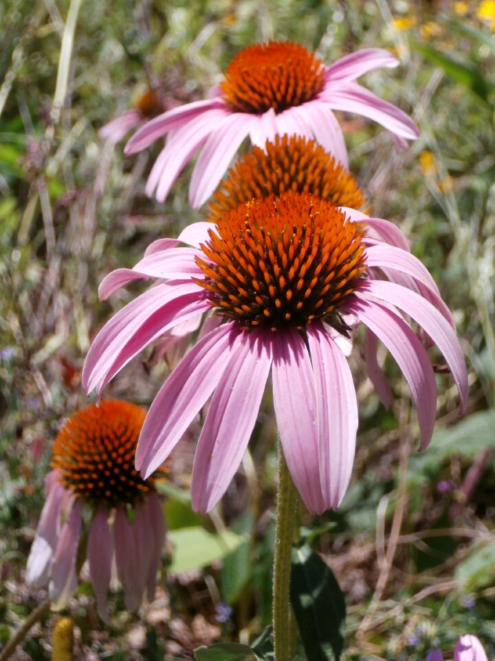 Prairie summer garden