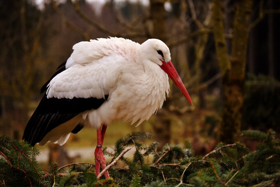 Nature flying bill