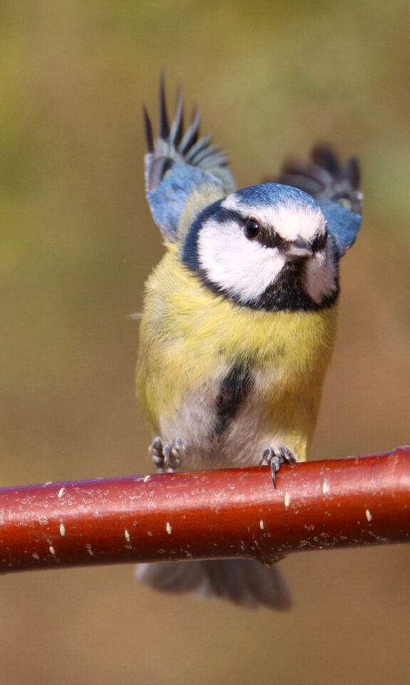 In flight blue tit