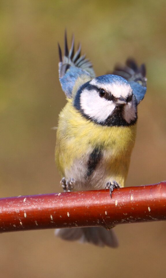 In flight blue tit photo