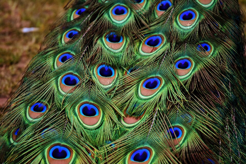 Plumage nature animal world