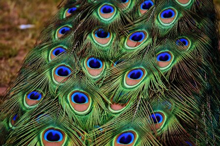 Plumage nature animal world