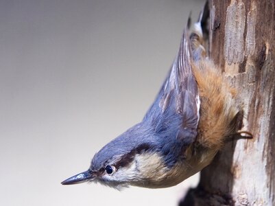 Taxidermy museum exhibit