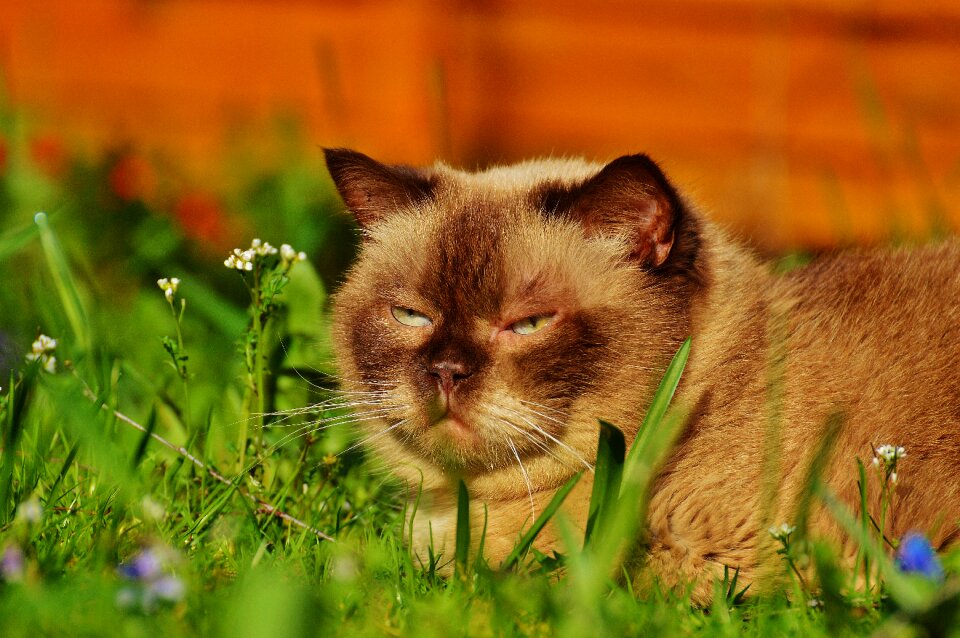 Cat thoroughbred mieze