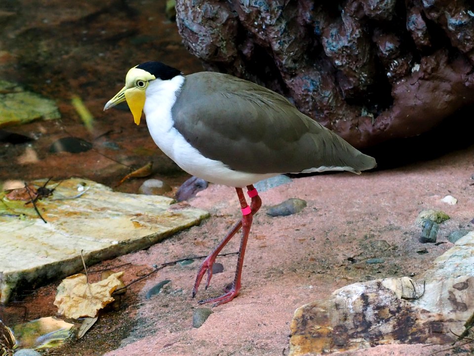 Masked lapwing (Vanellus miles)