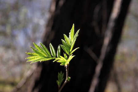 Green leaves forest kidney photo