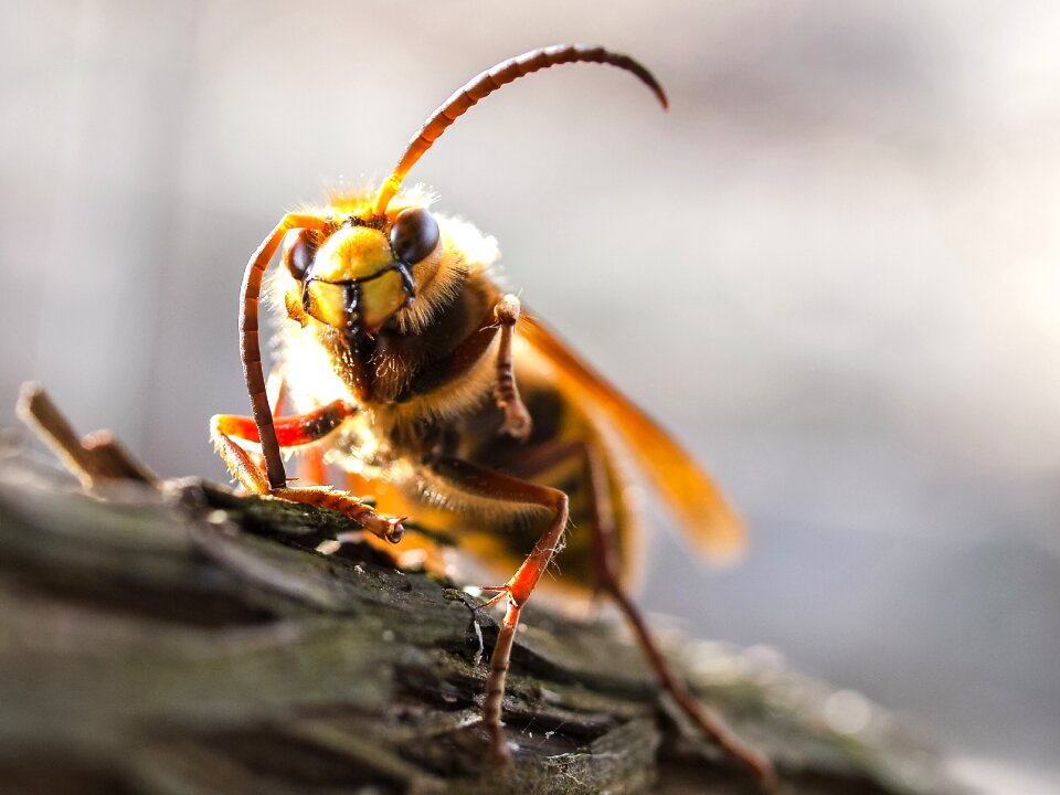 Insect nature animal