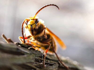 Insect nature animal