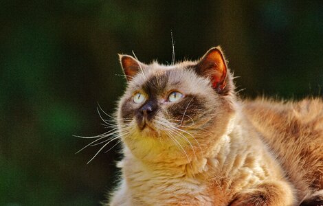 Cat thoroughbred mieze