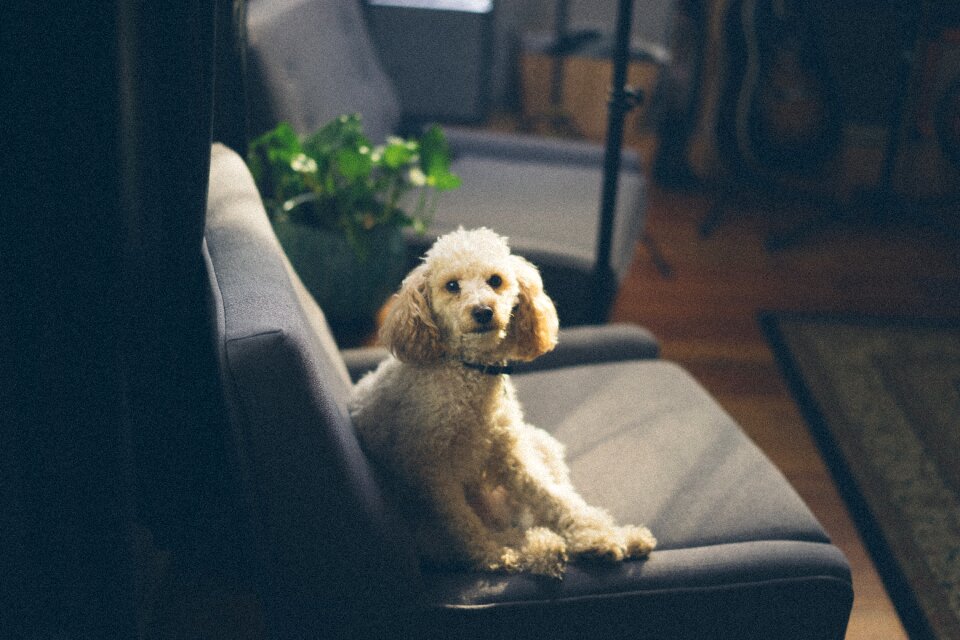 Canine cute mammal