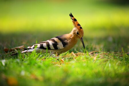 Cute grass nature