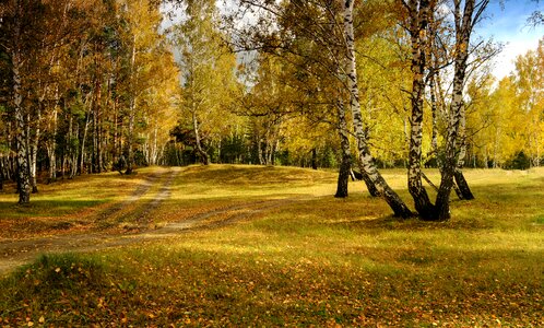 Nature gold birch photo