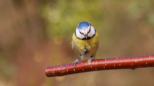 Blue tit bird photo