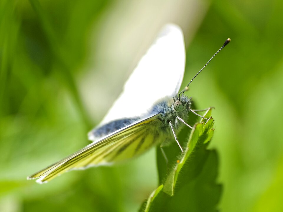 Insect nature animal