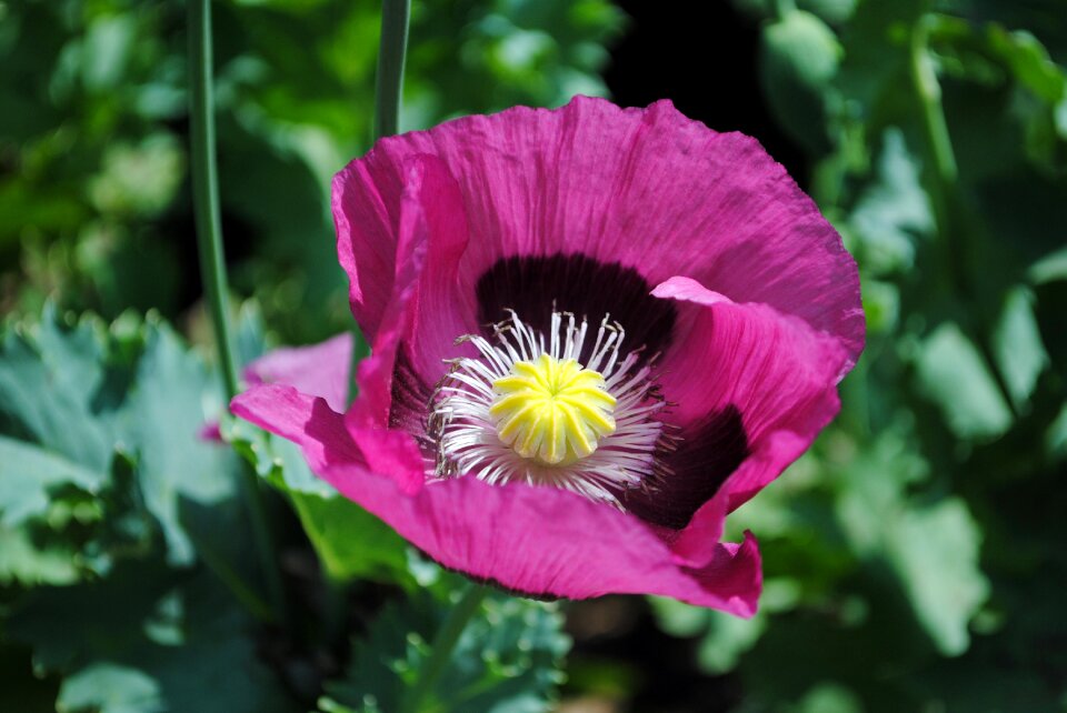 Petal pink gardening photo