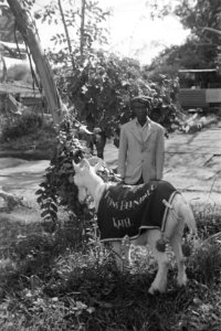 Mascotte Kees de Bock, Bestanddeelnr 148-3-5