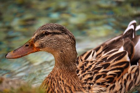 Plumage bill female